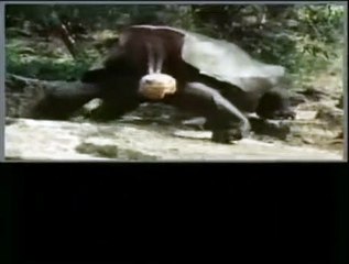 One Foot In the Grave | show | 1990 | Official Clip