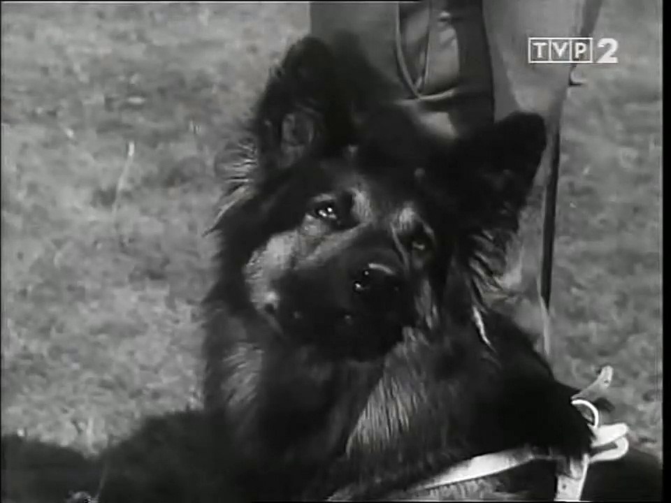 Przygody psa Cywila | show | 1968 | Official Clip