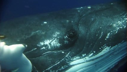 Delfíni a velryby 3D: Tuláci oceánů | movie | 2008 | Official Trailer