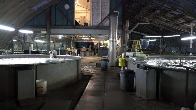 06 fev TOPO PG Pisciculture poissons morts Caraquet