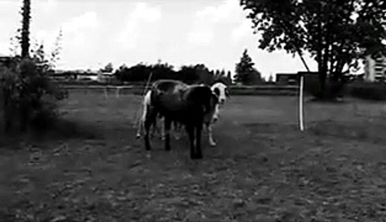 Schwarze Schafe | movie | 2007 | Official Trailer