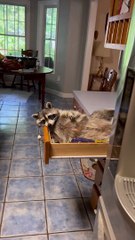 Biscuits the Raccoon Chills in Kitchen Drawer