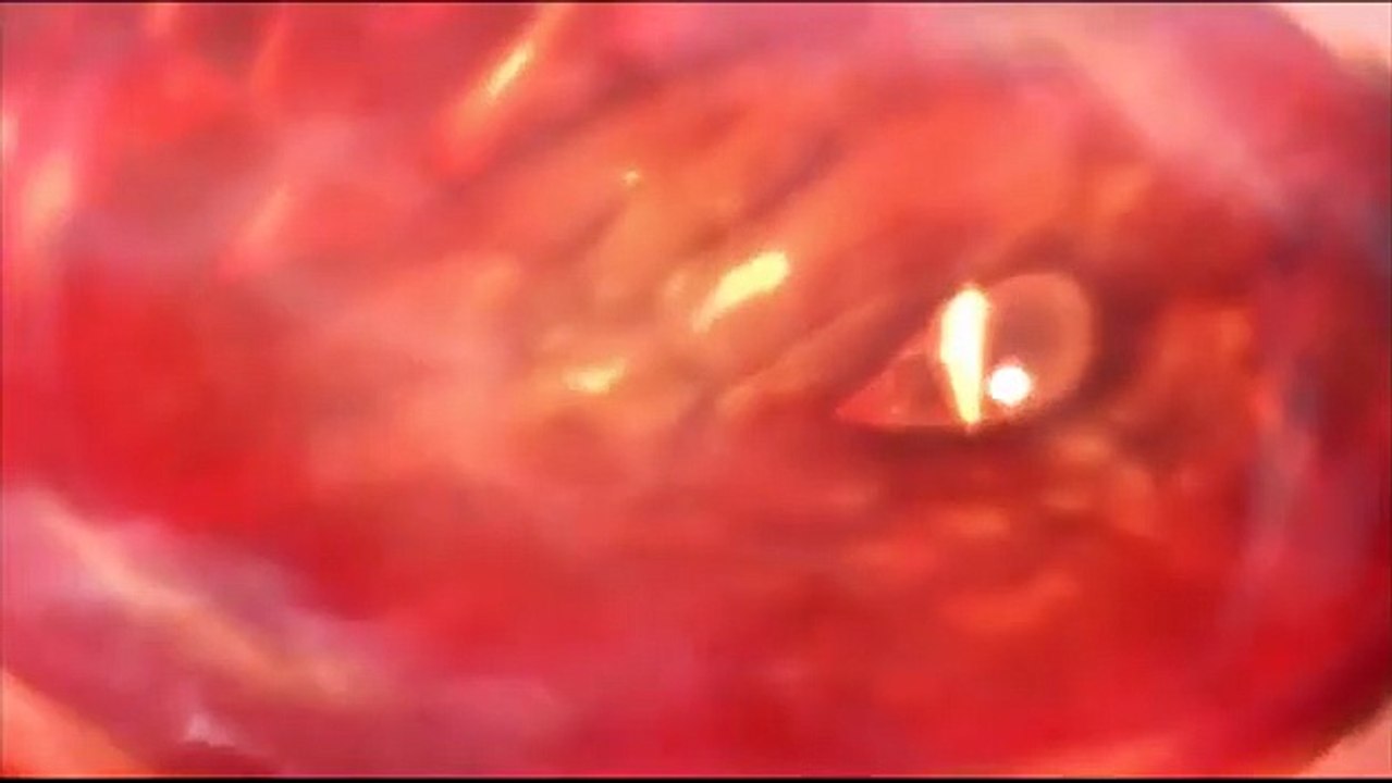 Dragon Dynasty | movie | 2006 | Official Trailer