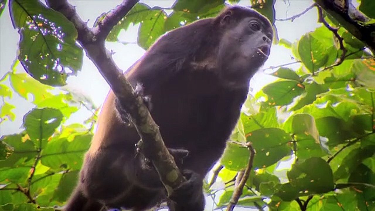 Der Regenwald - Der letzte Schatz der Erde | movie | 2011 | Official Trailer