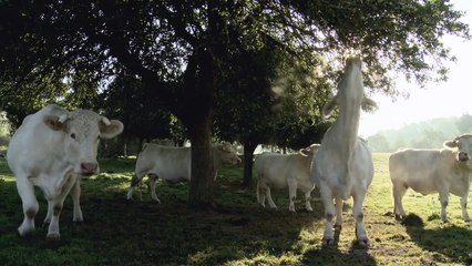 Жизнь коров | movie | 2012 | Official Trailer