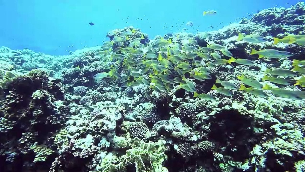 Blauer Ozean Grüne Ostsee 3D | movie | 2012 | Official Trailer