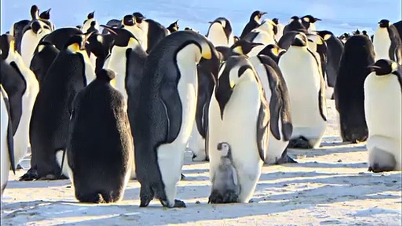 Pengi und Sommi - Die neue Reise der Pinguine | movie | 2012 | Official Trailer