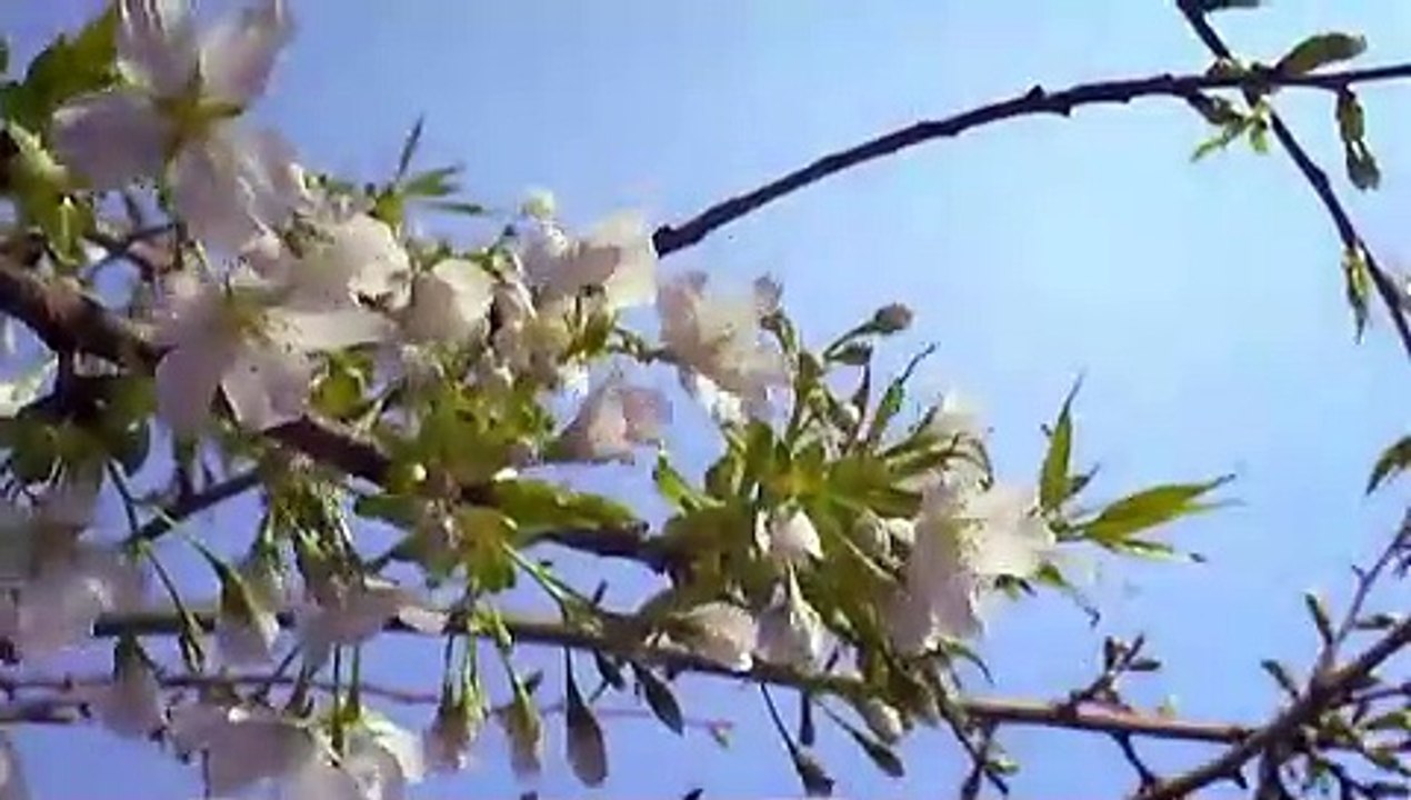 Unsere Erde | movie | 2007 | Official Trailer