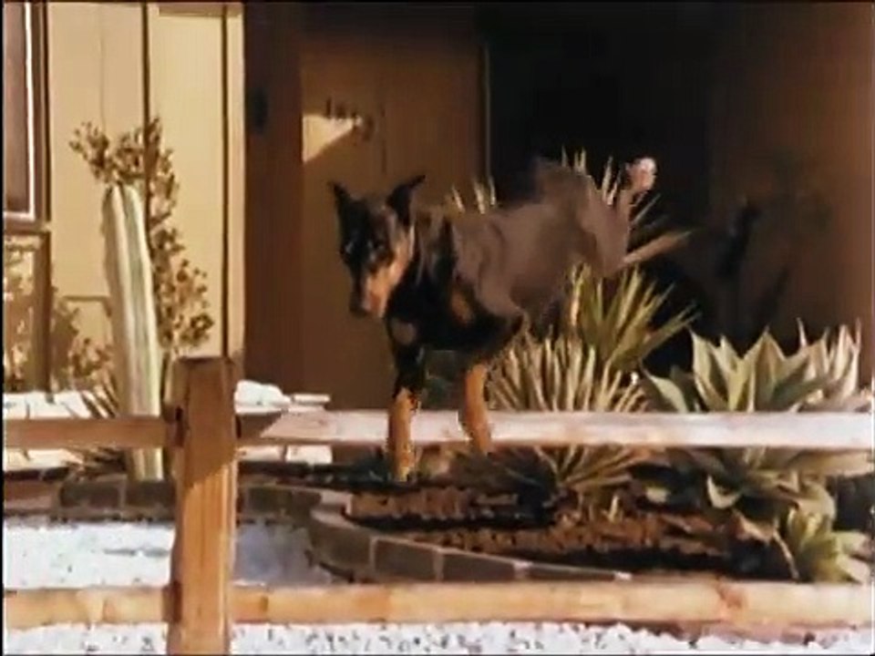 Killerhunde | movie | 1977 | Official Trailer