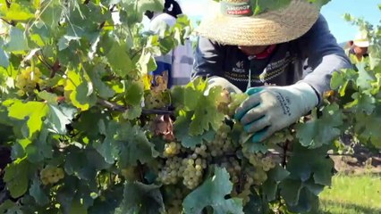Hunter Valley grape harvest off to late start after flood, hail but winemakers hope for quality vintage