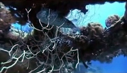 Delfinek a mély kék óceánban | movie | 2009 | Official Trailer