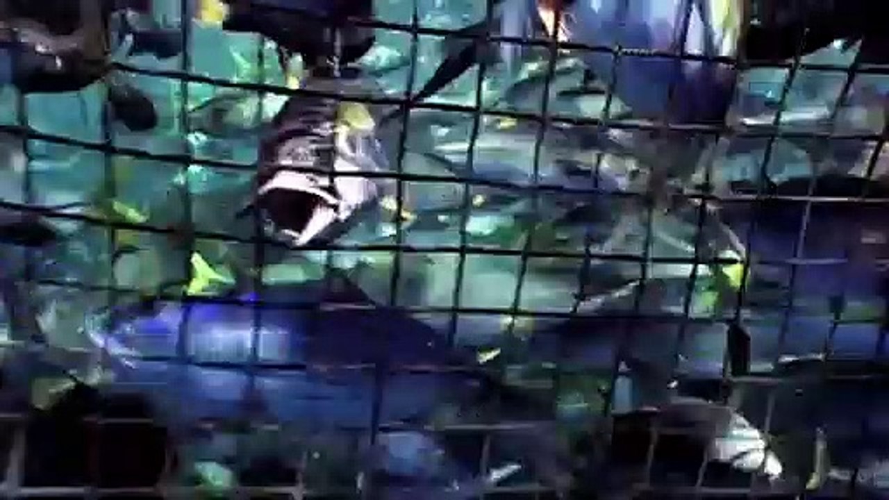 Die Unbequeme Wahrheit über unsere Ozeane | movie | 2009 | Official Trailer