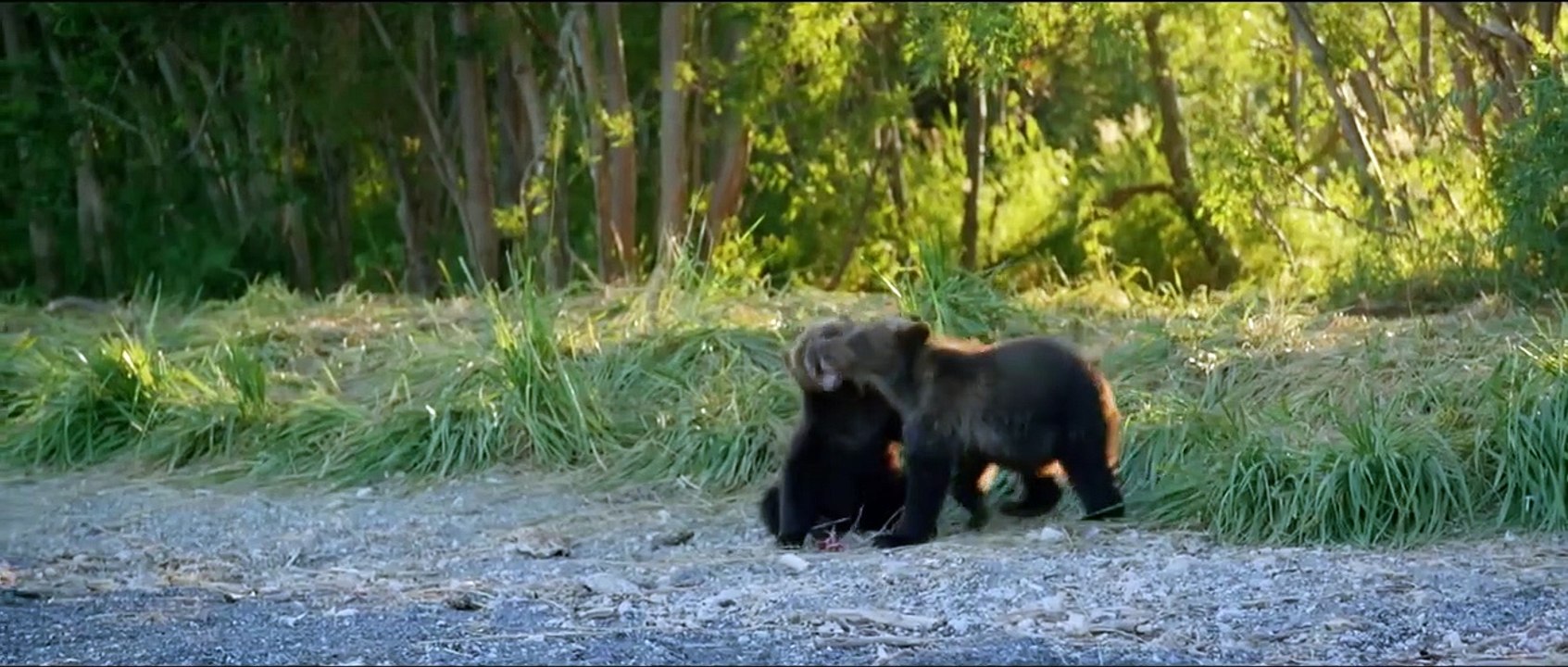 Im Land der Bären | movie | 2014 | Official Trailer