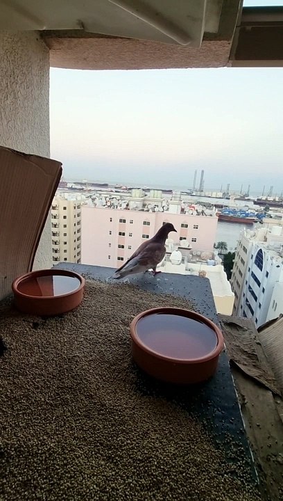 Birds 