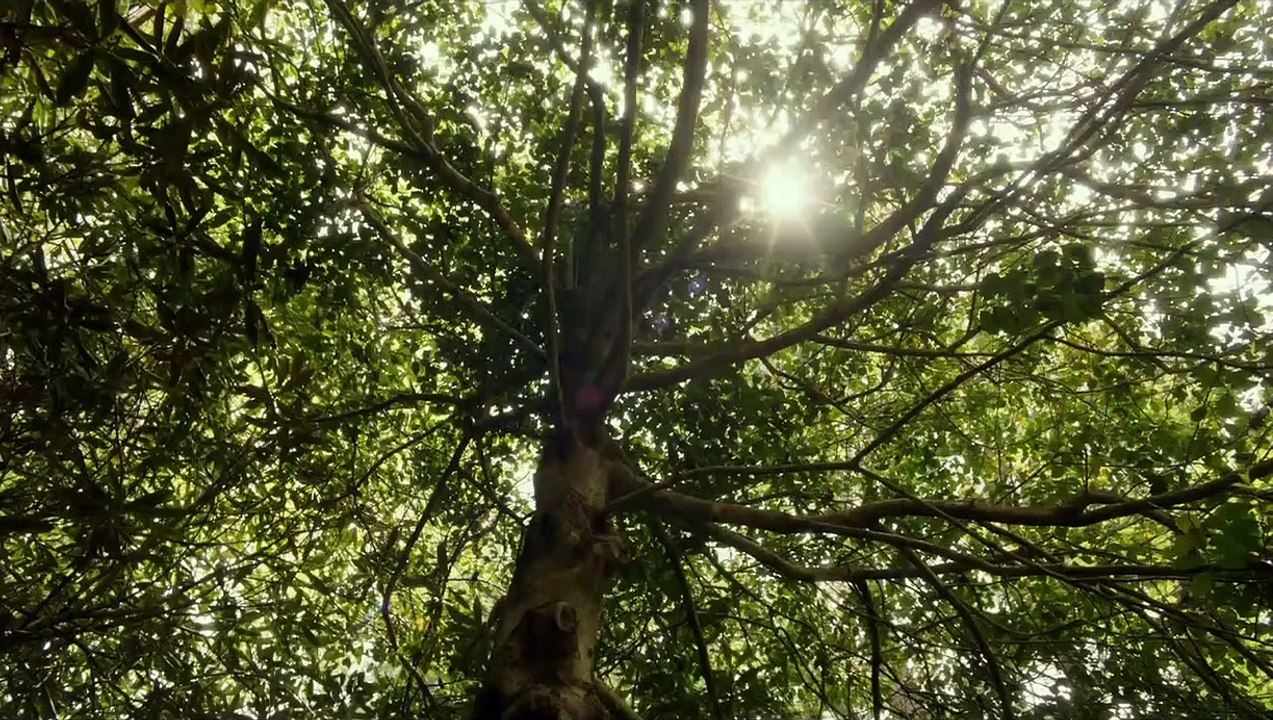 Honeymoon | movie | 2014 | Official Trailer