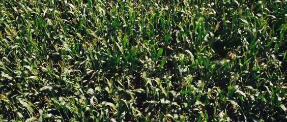 Widzę, widzę | movie | 2015 | Official Trailer