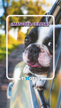 ¡De a peso los elotes!