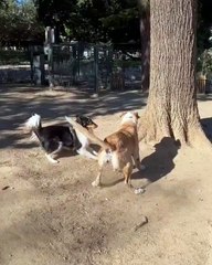 Cadela resgatada de terraço onde estava aprisionada