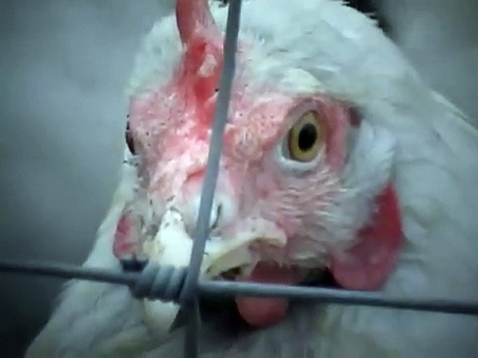 Easy Vegan - Der Veganismus Film | movie | 2009 | Official Trailer