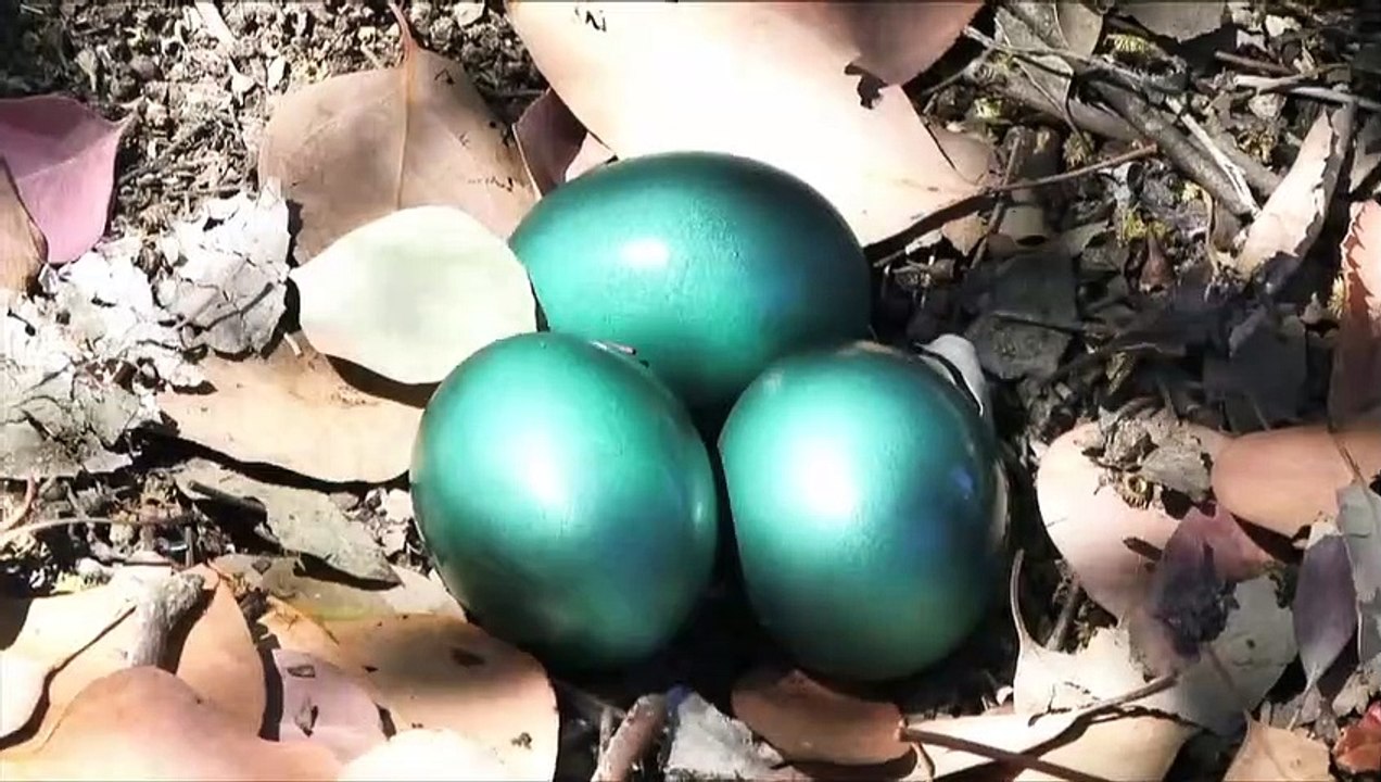 Aliens vs Avatars | movie | 2011 | Official Trailer