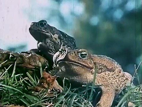 Frogs | movie | 1972 | Official Trailer