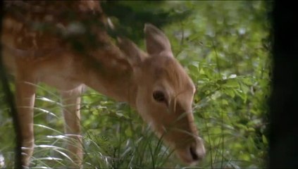 Thumbsucker - Bleib wie du bist! | movie | 2005 | Official Trailer