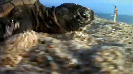L'incredibile viaggio della tartaruga | movie | 2009 | Official Trailer