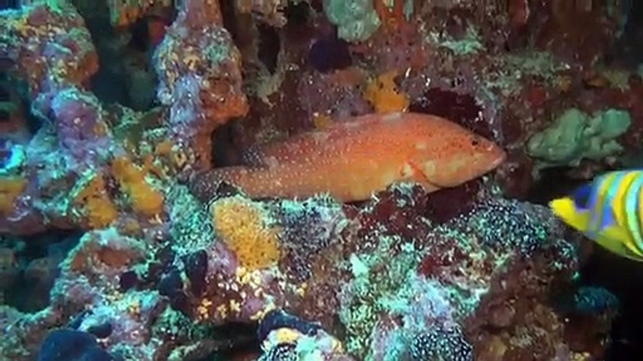 Faszination Korallenriff 3D: Fremde Welten unter Wasser | movie | 2012 | Official Trailer