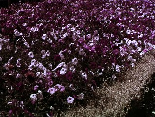 Spring Symphony | movie | 1956 | Official Trailer