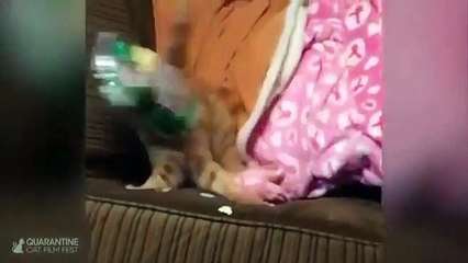 Quarantine Cat Film Festival | movie | 2020 | Official Clip