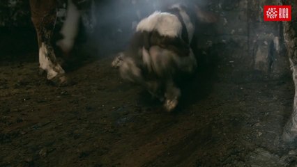 Daybreak, Sunset, Cow Milk | movie | 2020 | Official Trailer