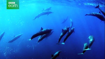 Delfine hautnah | movie | 2014 | Official Trailer