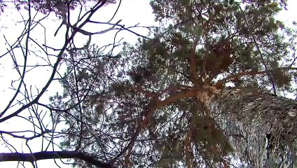 По дороге домой | movie | 2011 | Official Trailer