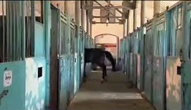 Две стороны одной лошади | movie | 2013 | Official Trailer