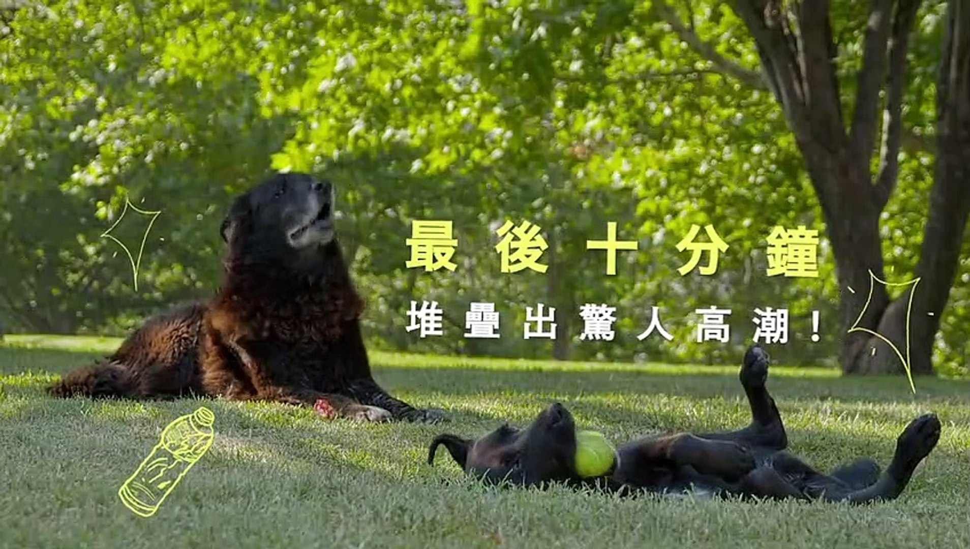 ⁣犬犬风尘 | movie | 2019 | Official Trailer