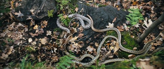 Они ползут за тобой | movie | 2019 | Official Trailer