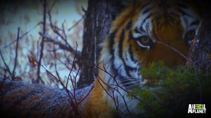 Man-Eating Zombie Cats | movie | 2014 | Official Trailer