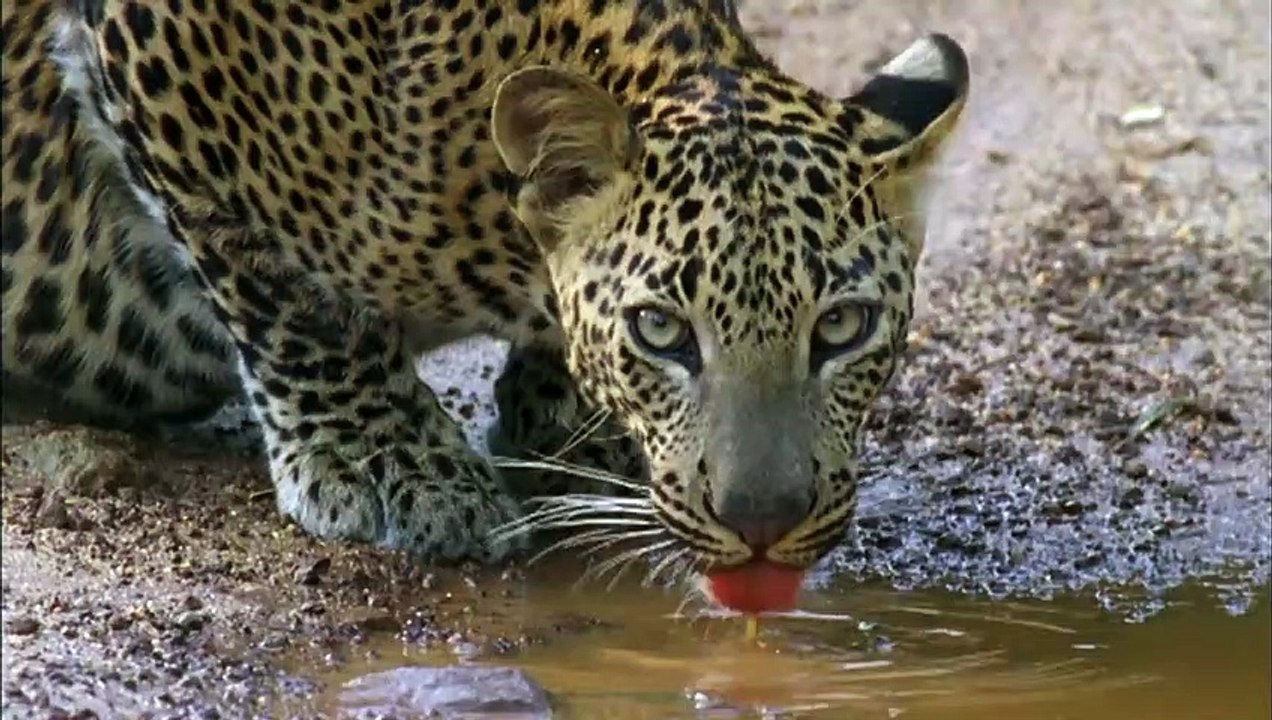 Verborgenes Indien - Land des Wandelns | movie | 2018 | Official Trailer