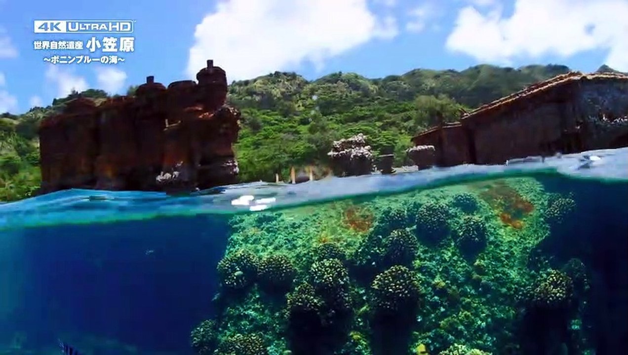 World Natural Heritage Ogasawara - The Sea of Bonin | movie | 2018 | Official Trailer