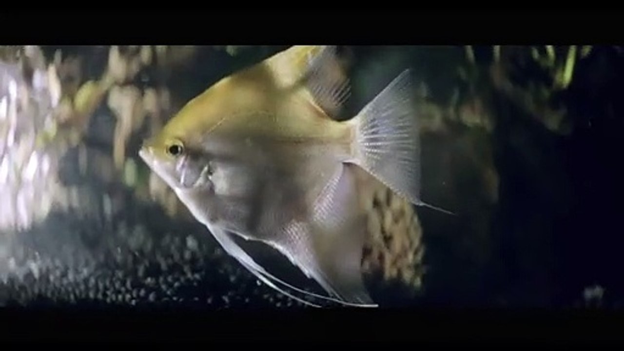 Eine Handvoll Wasser | movie | 2020 | Official Trailer