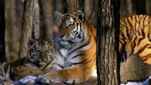 Tigers Fighting Back (Nature Documentary)