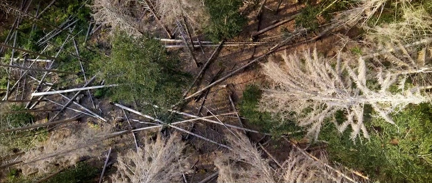 Der wilde Wald | movie | 2021 | Official Trailer