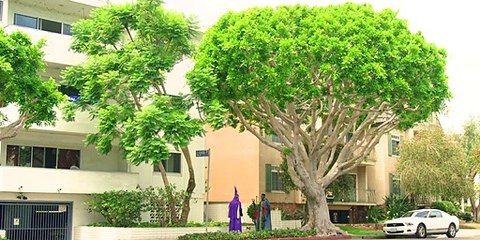 Two Wizards, One Staff | movie | 2020 | Official Trailer