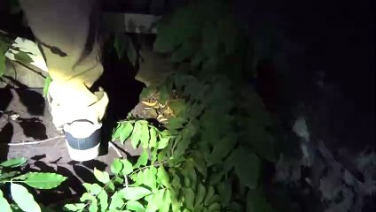 Kakari - Possessed (2022) Official Trailer | Haunted Ruins & Supernatural Thriller 🎥