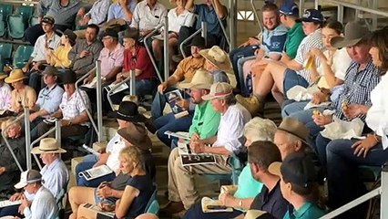 Records broken at Big Country Braham Sale in north Queensland