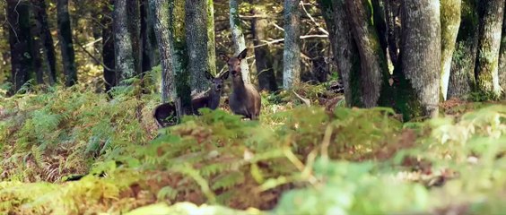 Srdce dubu | movie | 2022 | Official Trailer