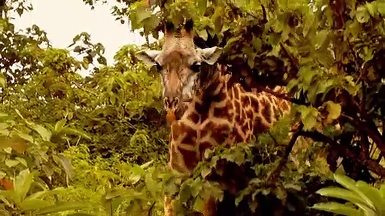 African Safari Adventure | movie | 2013 | Official Trailer