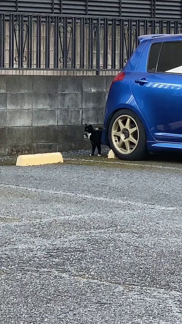 Funny animals! funny animals short video