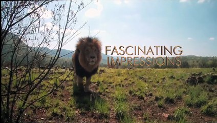 Safari Macerası | movie | 2013 | Official Trailer