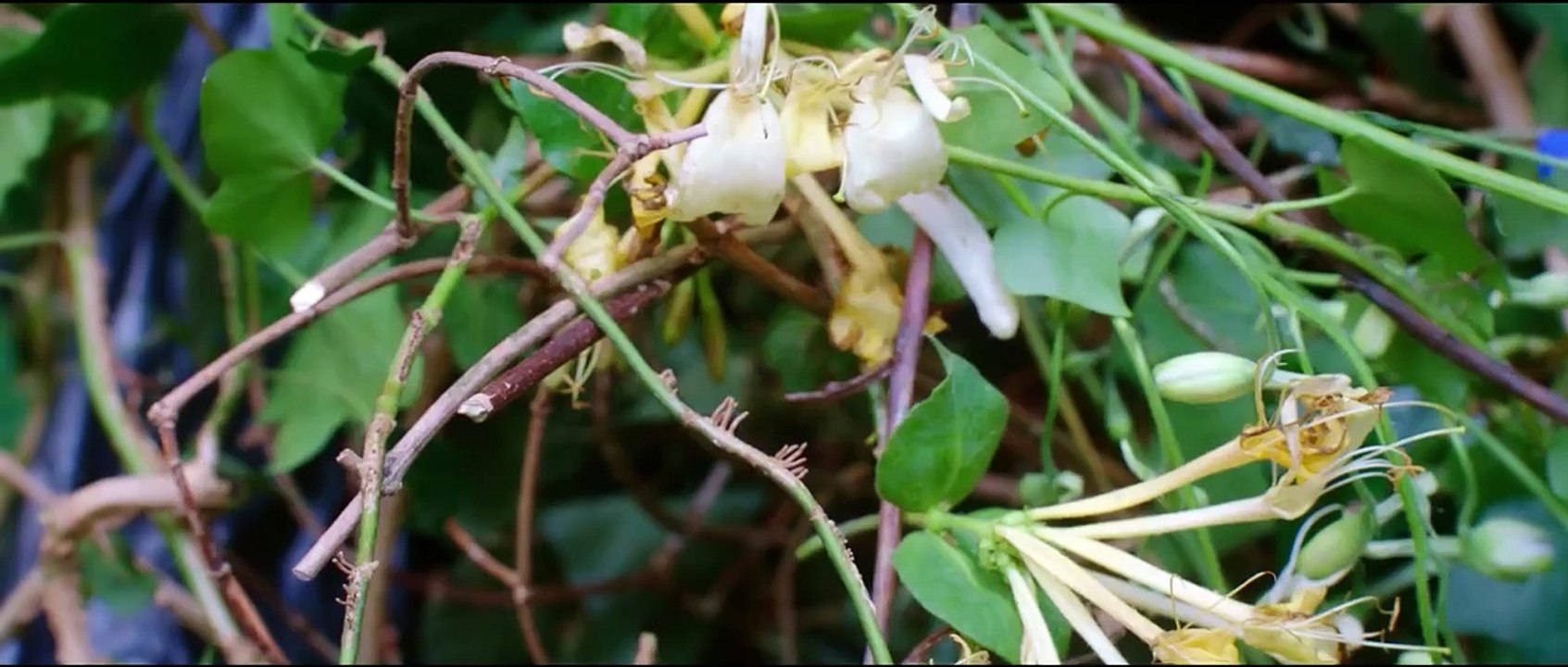 Фантастическая любовь и где ее найти | movie | 2016 | Official Trailer